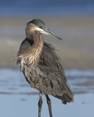 Great Blue heron, Ft. Myers Beach, October 2010.jpg