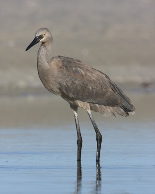 Reddish Egret, Ft. Myers Beach, October 2010.jpg