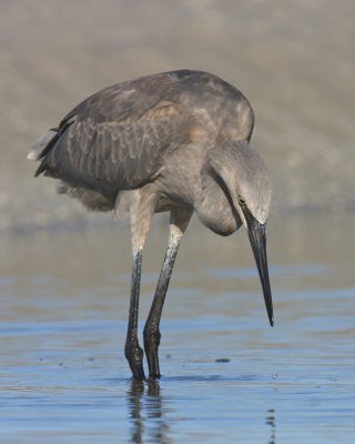 Reddish Egret, Ft. Myers Beach, October 2010.jpg
