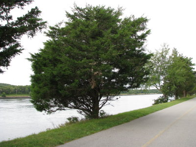 Interesting Trees  2