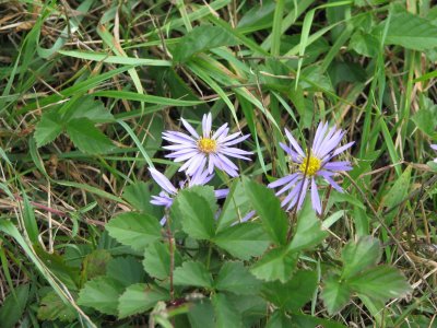 Local Flora 2