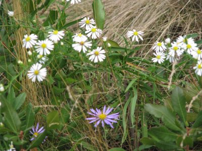 Local Flora 3