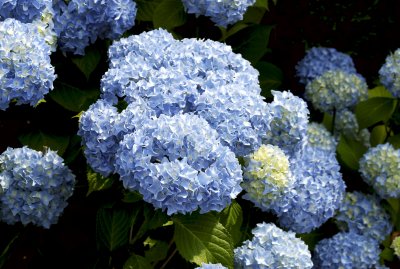 Bundles of Blue