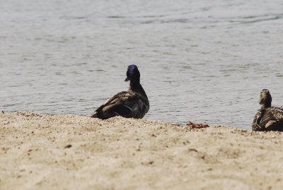 King of the Beach!