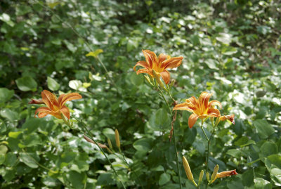 Orange Day Lilies!