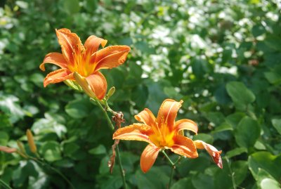 Orange Day Lilies 2