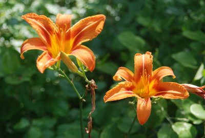 DSC_0669.jpg