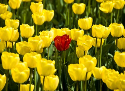 red and yellow II
