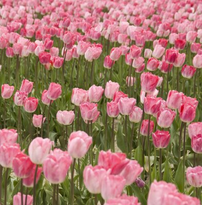 tulips in the wind...