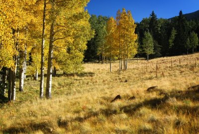 A Morning of Aspens...2010