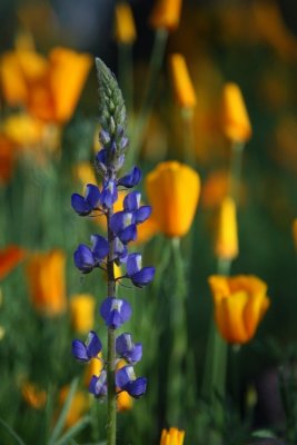 Variations on the Desert Poppy