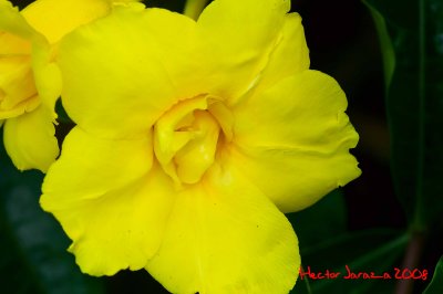 Nature Flower Series