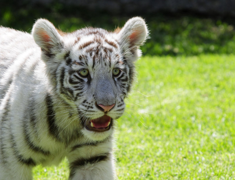 Tigre blanco