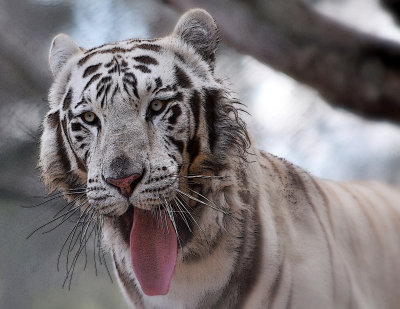 TIGRE BLANCO