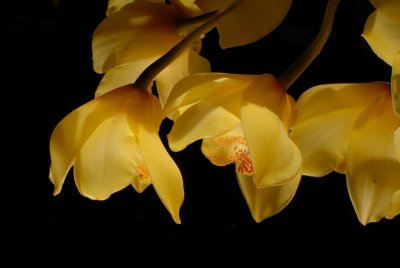 CYMBIDIUM AMARILLO