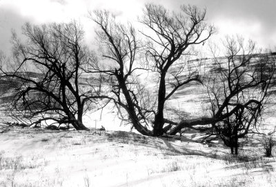 Winter scene