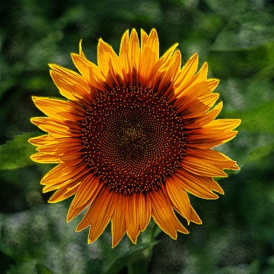 Sun flower