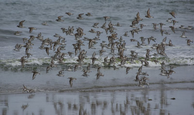 Sandpipers