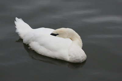 Swan inThames river