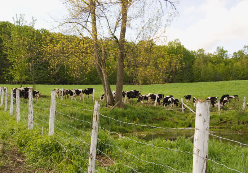 _DSC1821, Estrie, Quebec.JPG