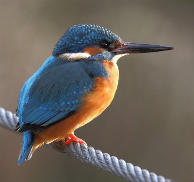 Kingfisher