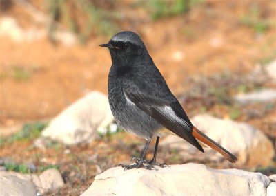 Black Redstart   Portugal