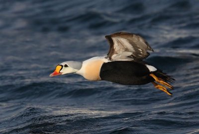 King Eider