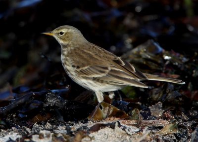 Water Pipit