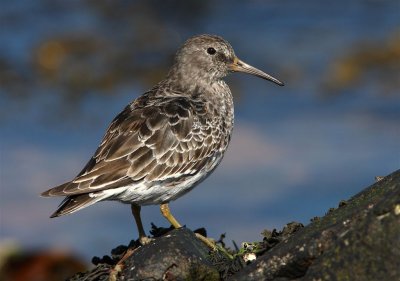 Purple Sandpiper