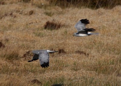 Hen Harrier