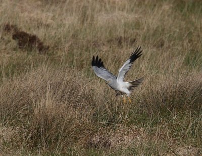 Hen Harrier