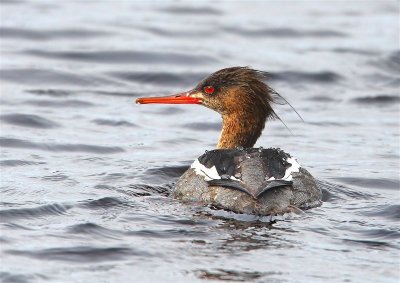 Red-breasted Merganser