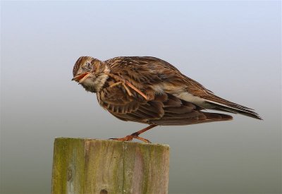 Skylark