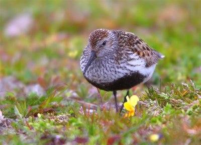 Dunlin