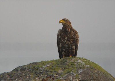 White-tailed Eagle