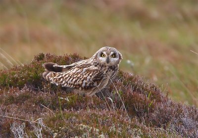 Short-eared Owl