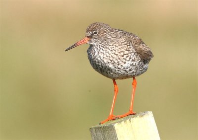 Redshank