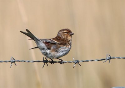 Twite