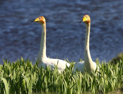 Whooper Swans