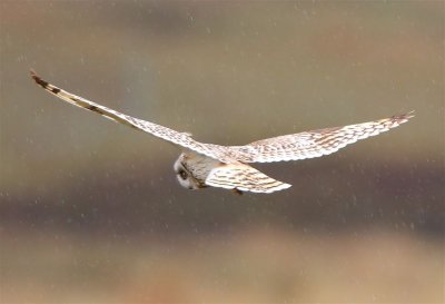 Short-eared Owl