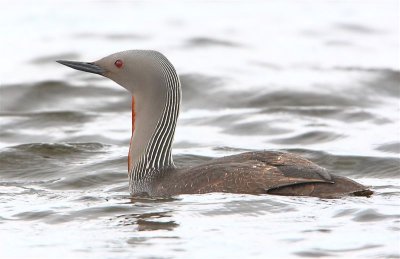 Red-throated Diver Mainland