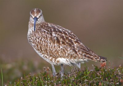 Whimbrel Mainland