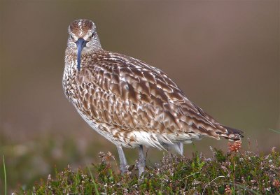 Whimbrel  Mainland