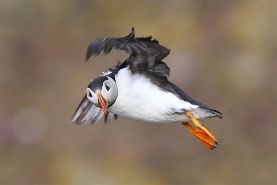 Puffin  Mainland