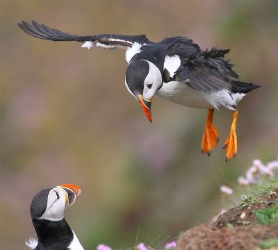 Puffin  Mainland