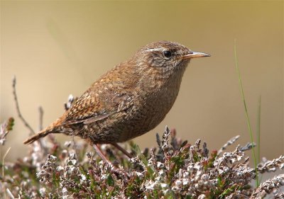 Wren  Mainland