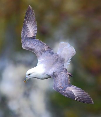 Fulmar  Mainland