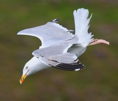 Herring Gull  Mainland