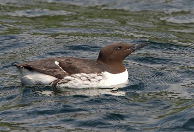 Guillemot Mainland