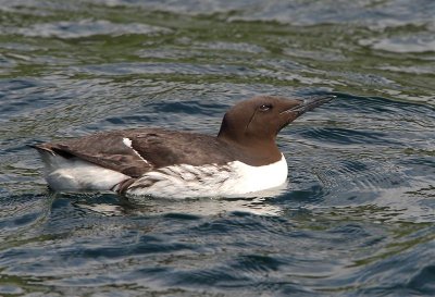 Guillemot  Mainland